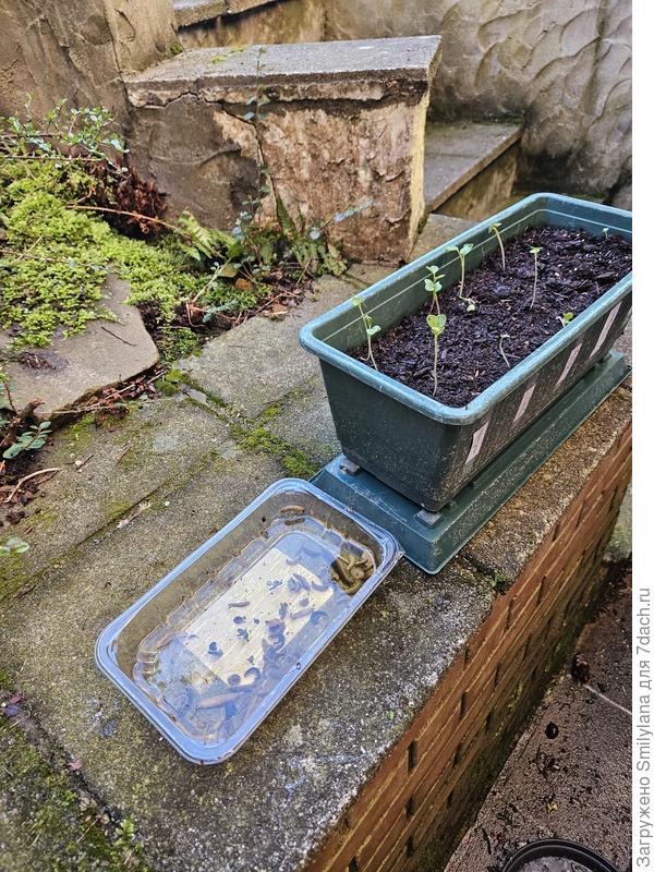 Пивная ловушка и редиска