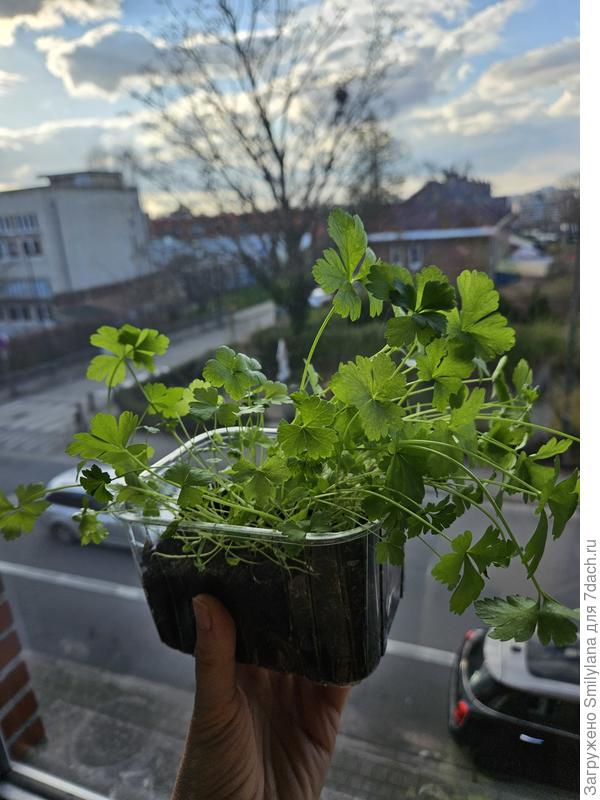 Петрушка росла в лоточке побольше