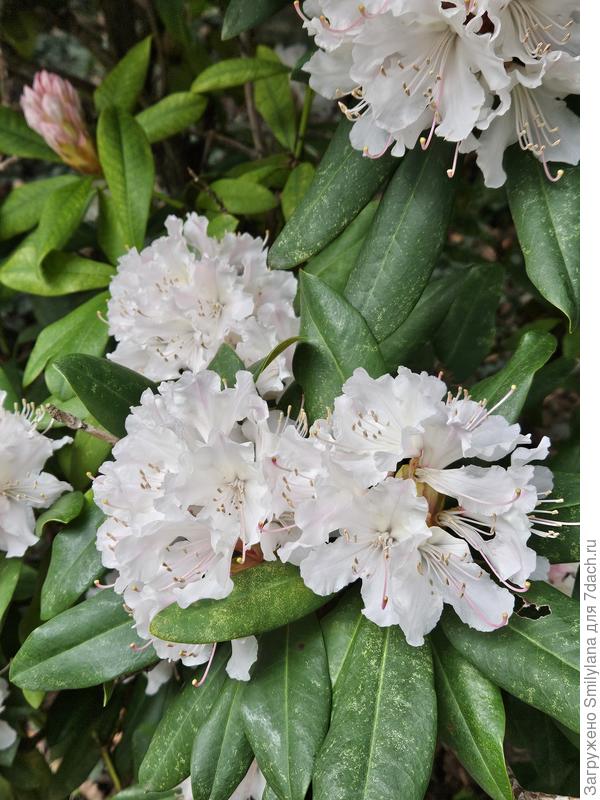 Рододендрон