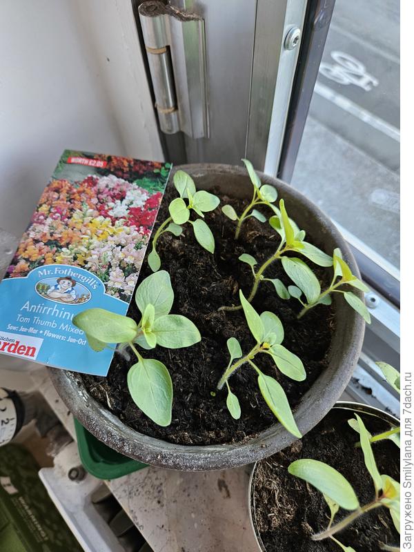 Львиный зев