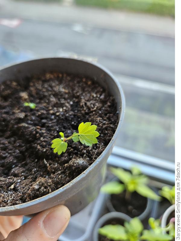 Земляничка