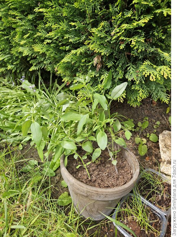 Часть львиного зева оставила в горшке, часть посадила в грунт.