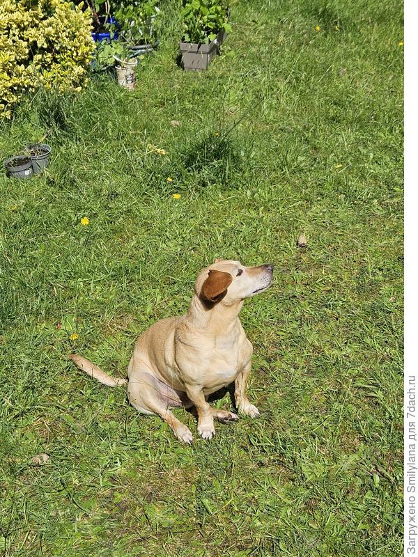 Его зовут Чучик, объедает всё, что хрустит