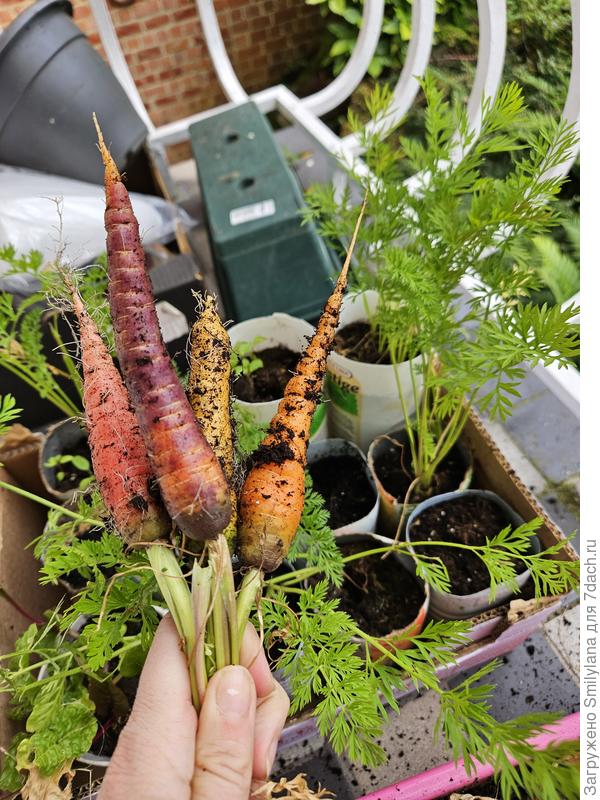 Морковь из литровых бутылок