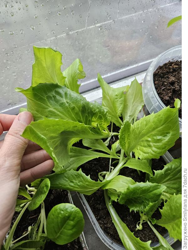 Это вот середина апреля