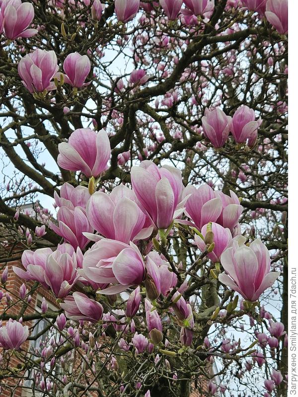 Магнолия