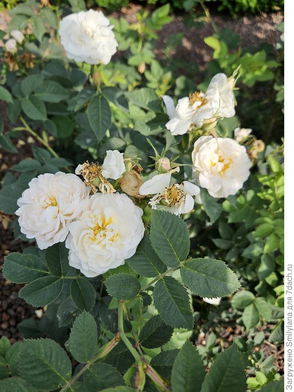 Alba maxima, сорт 1500 года