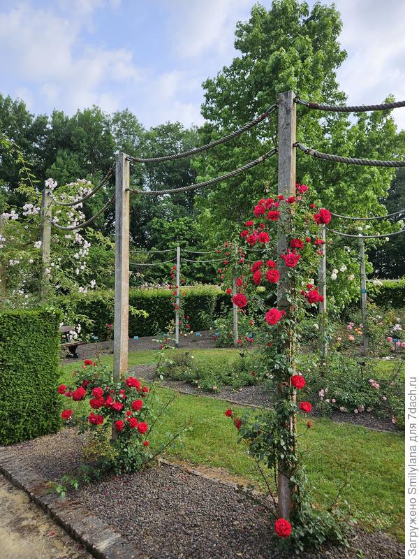 Розы разделены по географическим регионам происхождения