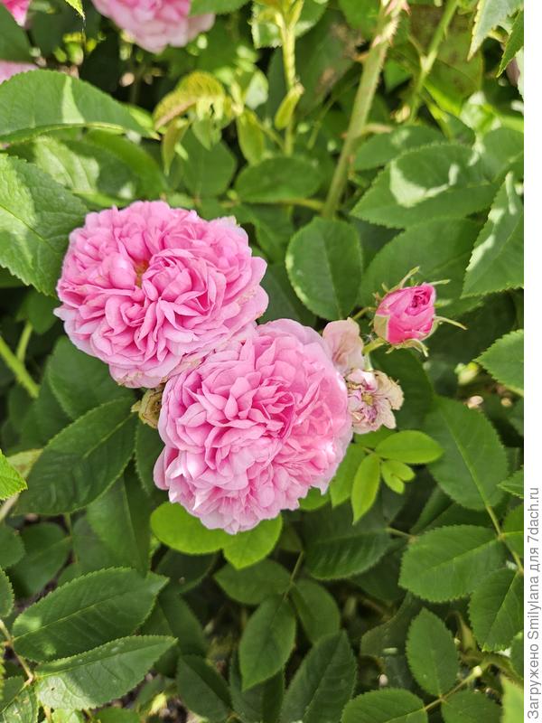 La Ville de Bruxelles