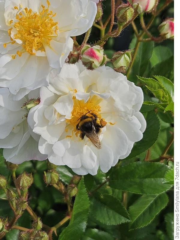 White Song of Hiroshima