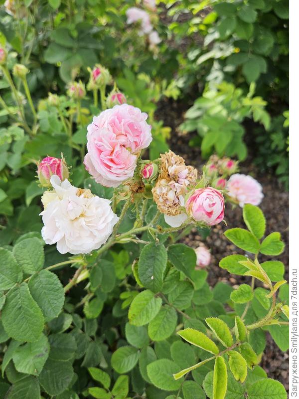 Belle Isis, сорт 1845 года