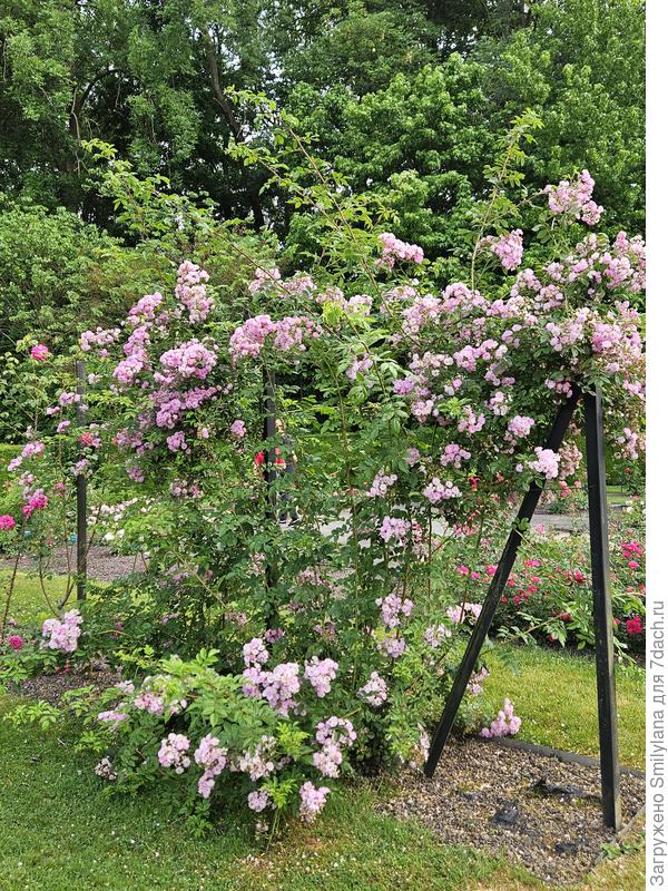 Некоторые "плетуны" меня сразили, конечно, хочется и себе таких же