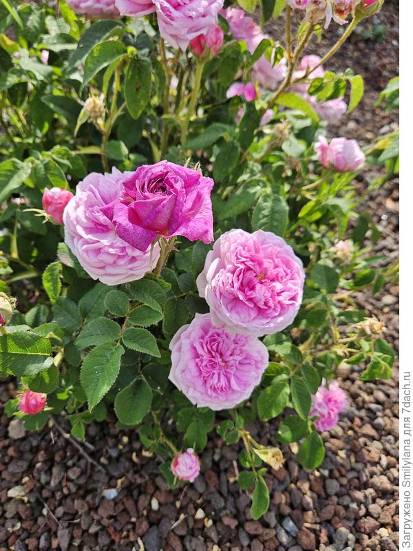 Belle sans Flatterie