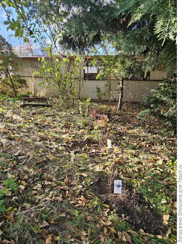 Часть ягодника, здесь кислая почва