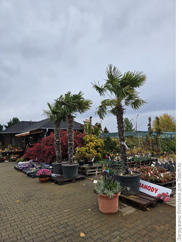 Садовый центр