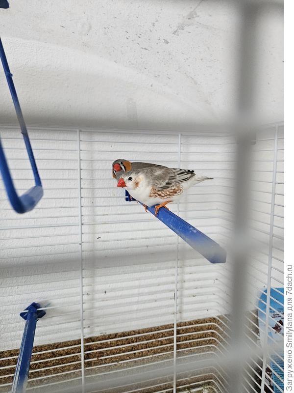 Шаника и Аристид - амадины