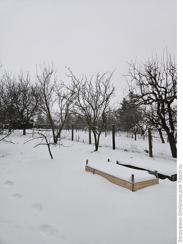 На грядках сейчас посеяны озимые чеснок и лук сортов Makoi Bronz, Штуттгарт и Шекспир