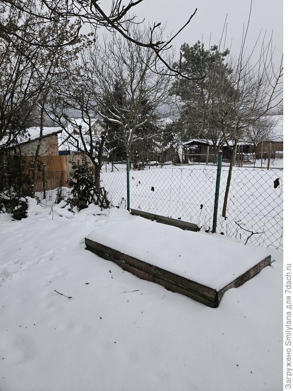 На этой грядке тоже лук и чеснок