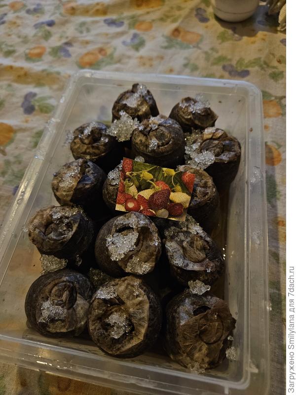 На фото снежок уже подтаял