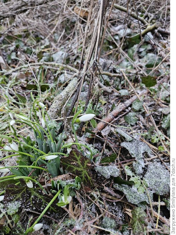 Подснежники. Фото сегодняшнее.