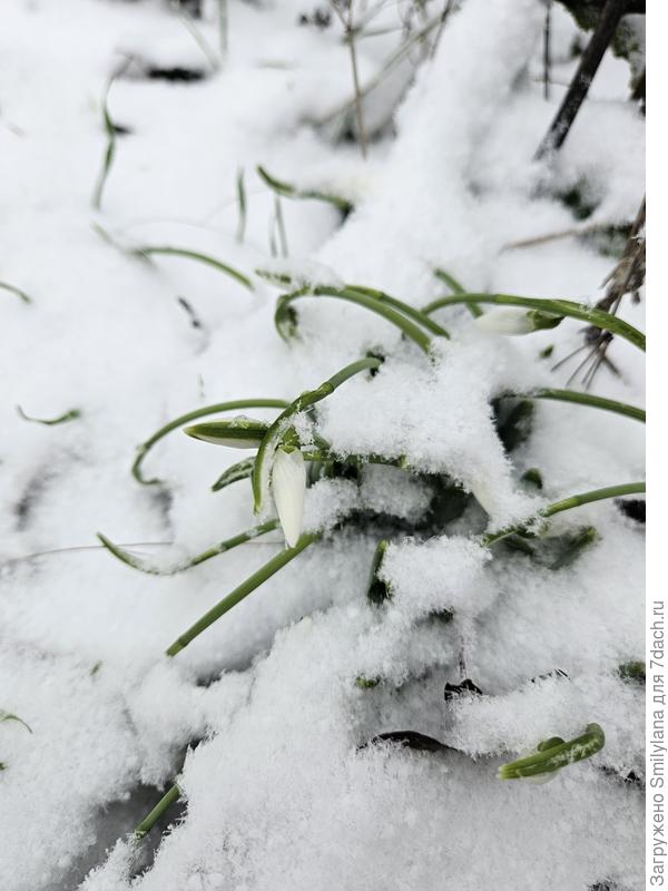 Под-снежник