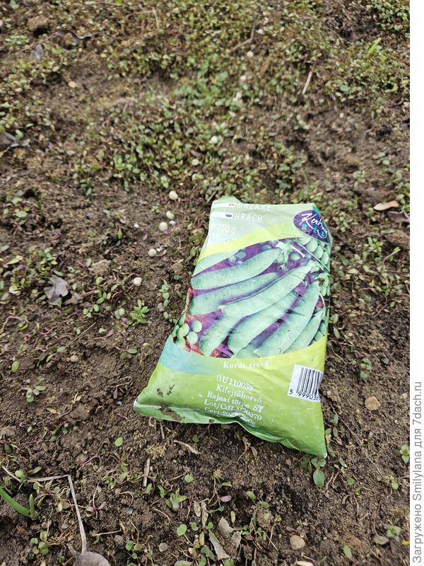 Самый известный венгерский сорт Garai korai