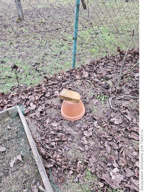 Выгонка ревеня