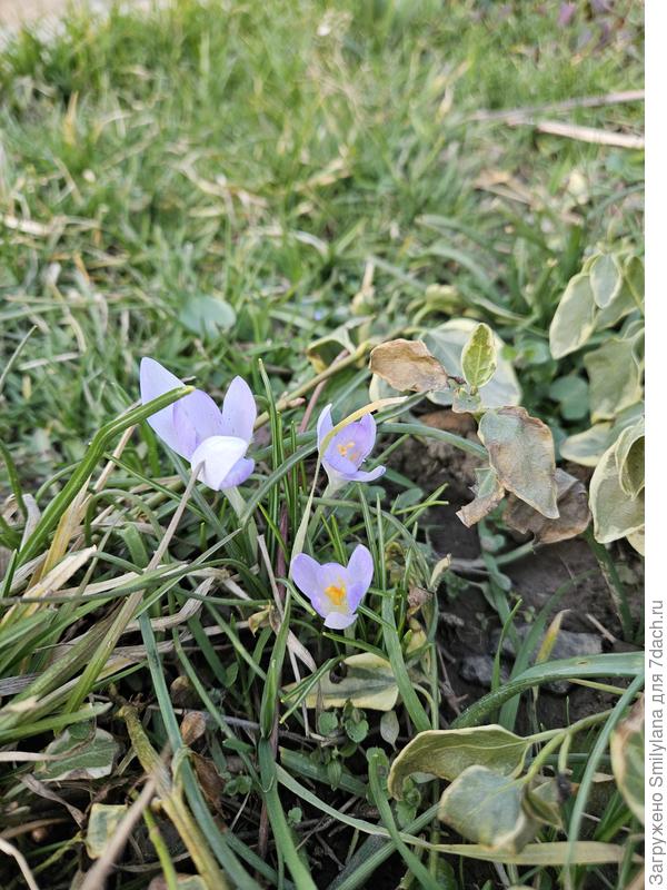 Первые крокусы