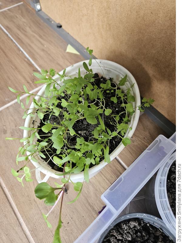 Азиатская смесь салатов