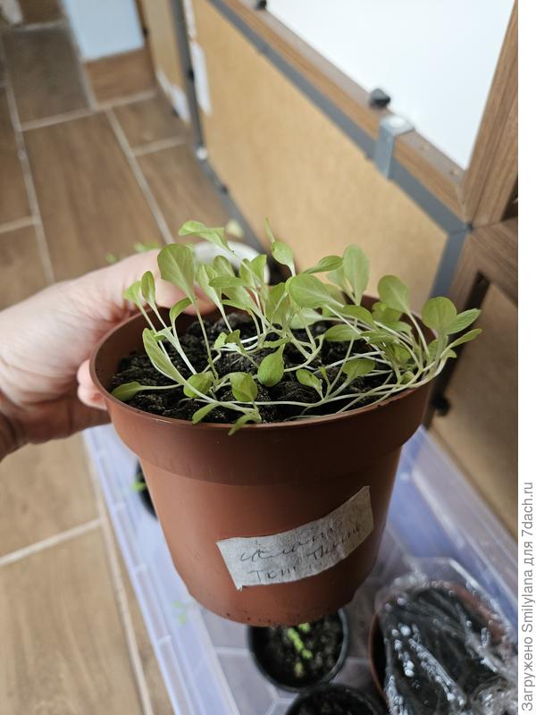 Салат Tom Thumb