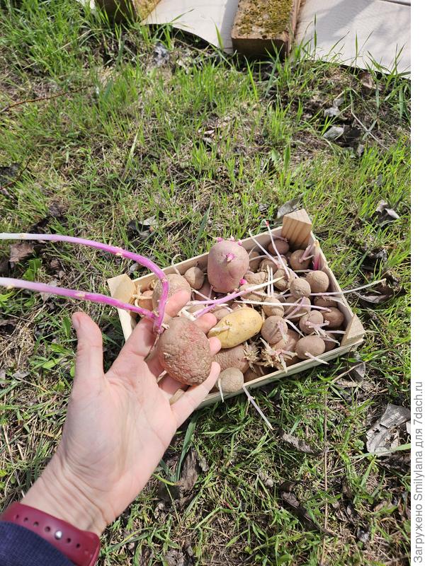 Картошечка