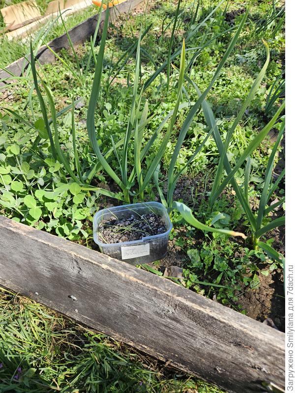 Лук Эксибишн ждёт своей очереди