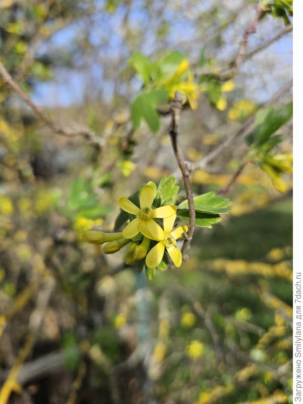 Золотистая смородина