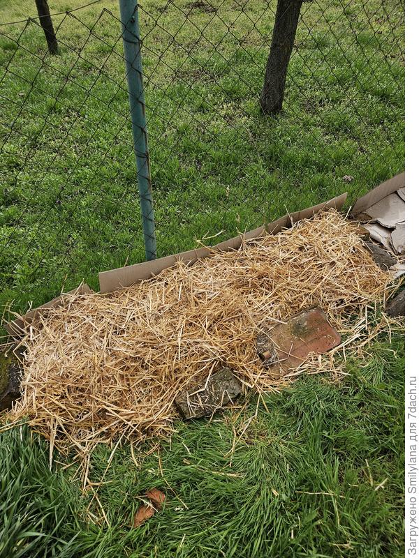 Под соломой