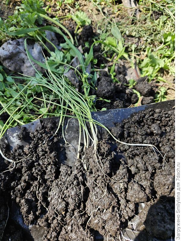 Вот такие вот красавцы были в улитках