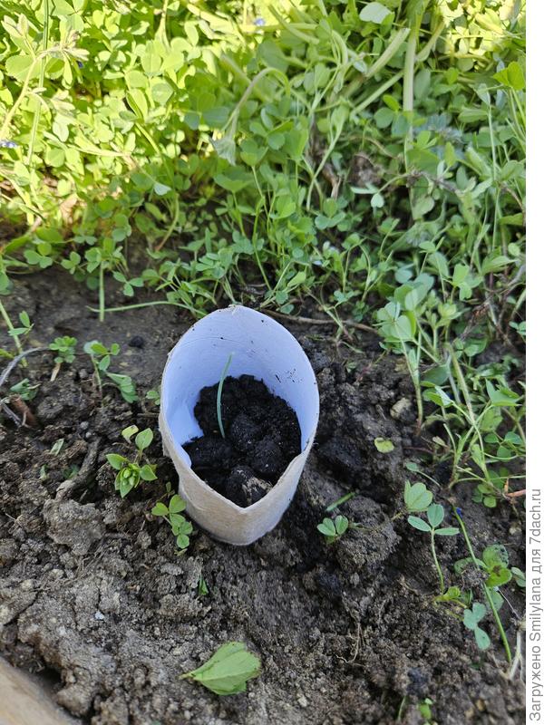 Высадила по одному, в колечках из-под туалетной бумаги, чтобы не потерять