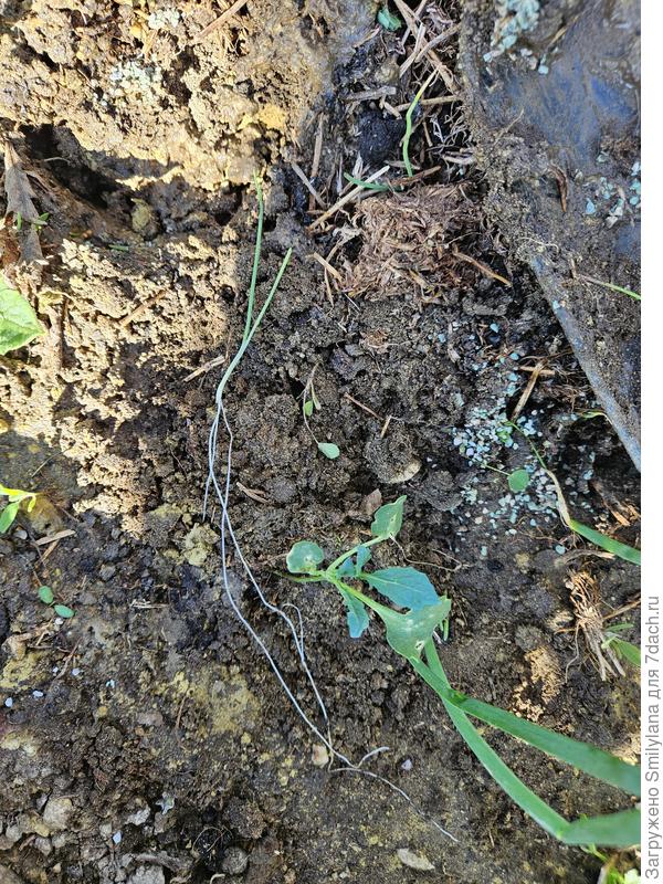 Капустка и лук