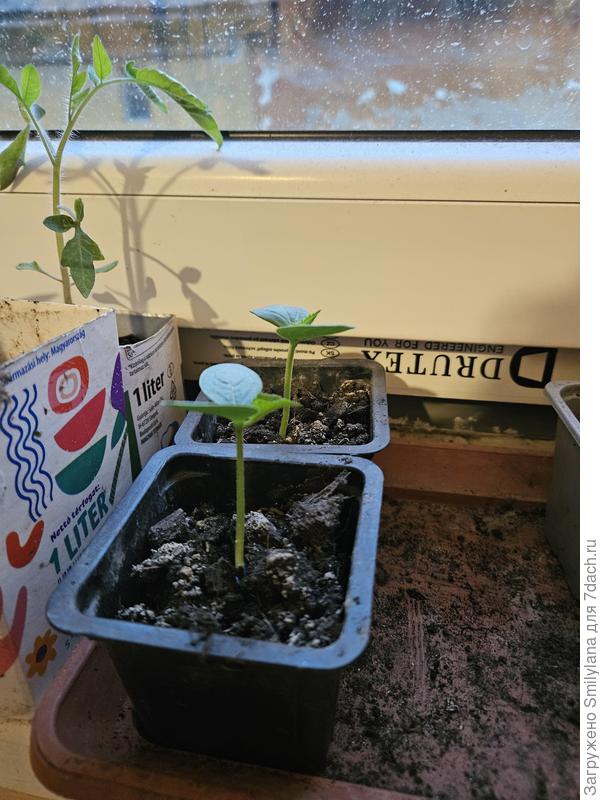 Дружная парочка