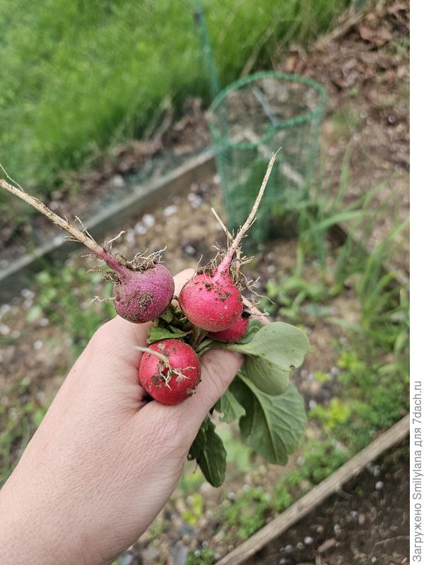 Первые редиски сезона