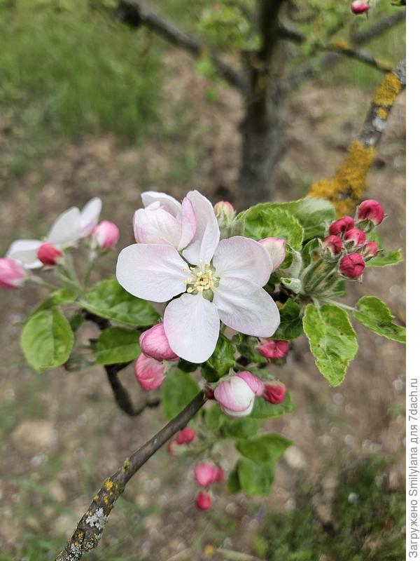 Яблоня сорта Белый налив