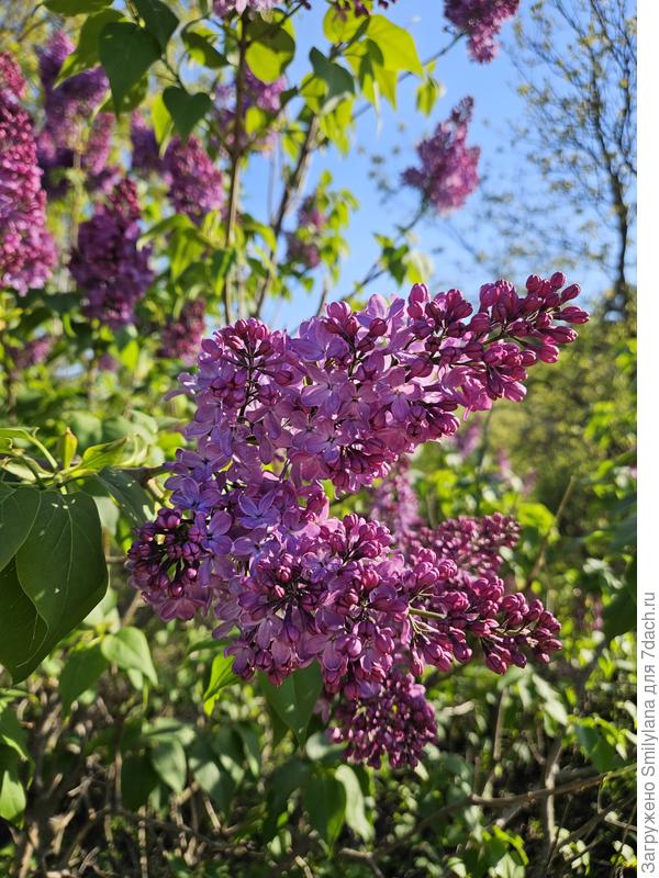 Аромат на весь сад!