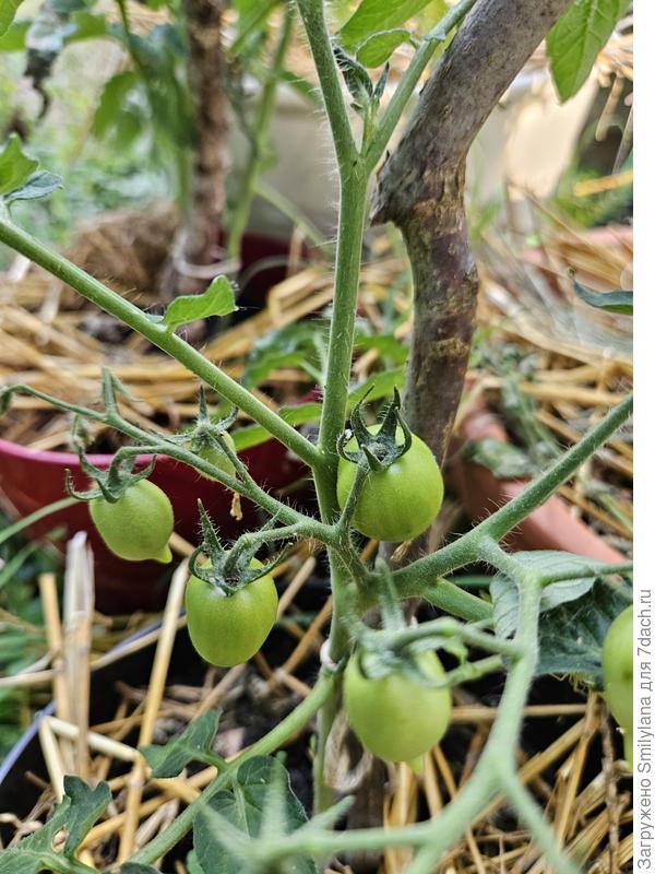 Sunny drops