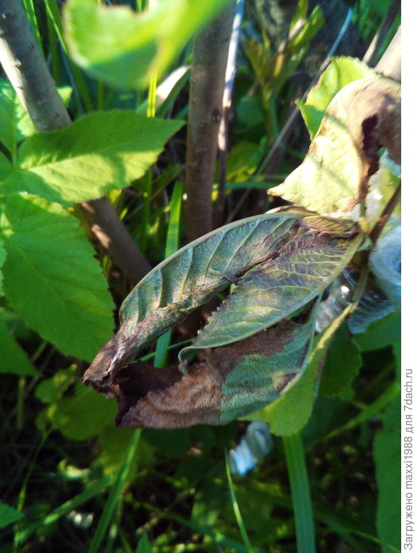 жалко бляха ((