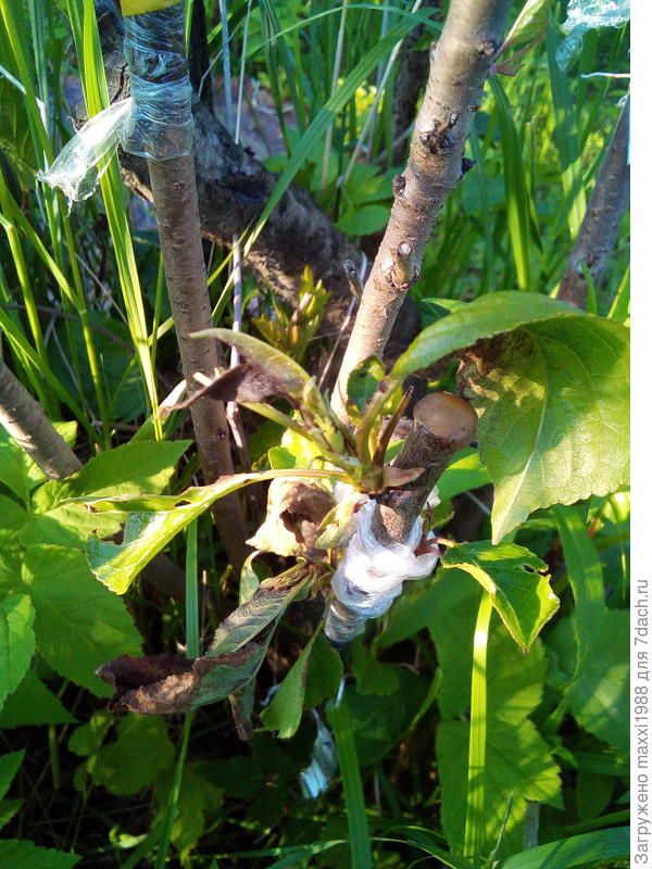 бурые пятна