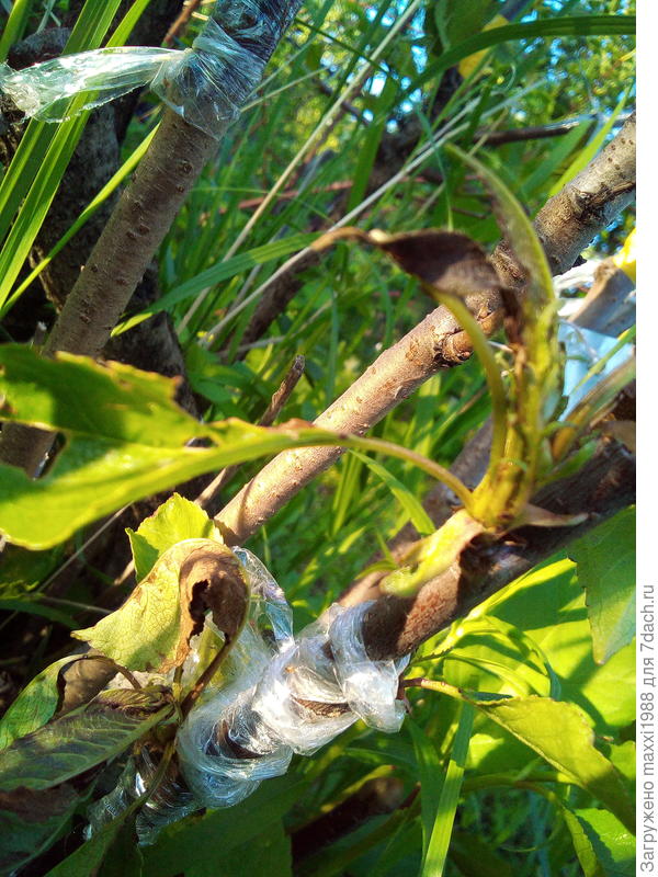 Через пару дней уже так