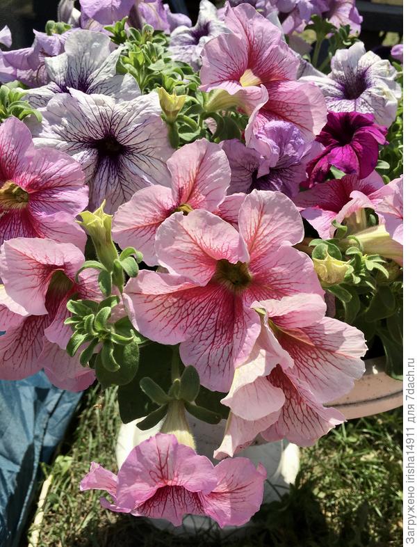 Цветки очень большие 9-12 см