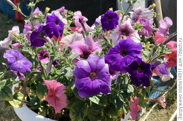 Контрастные в одном вазоне