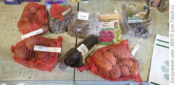 А вот что пришло только не пойму что за посадочный материал астр? И пиона я там вовсе не нащупала. Просто не открывала их ещё расстроилась и уехала домой.