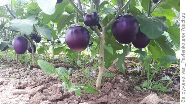 Висят как елочные игрушки