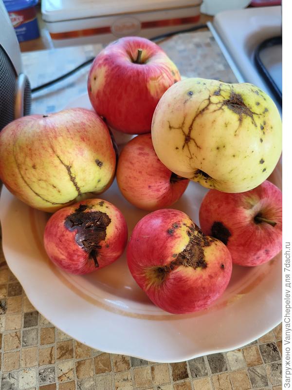 Это те что выжили